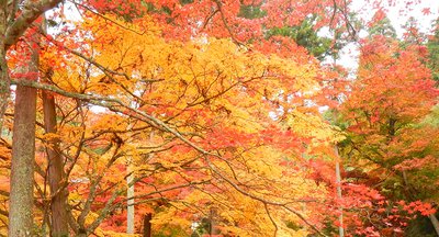 🍁 용이 평온한 절(류온지) 이미지 2